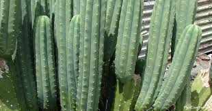 کاکتوس سن پدرو