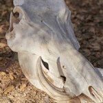 فال استخوان چیست؟