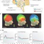خواب روشن، ویژگی منحصر به فرد انسان ها