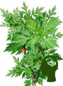Artemisia Vulgaris