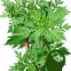 Artemisia Vulgaris