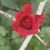 تصویر پروفایل behnami