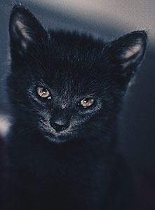 گربه سیاه جن