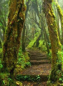 هیپنوتیزم سفر به مکانی آرامش بخش