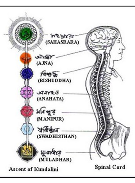 اهمیت ستون فقرات در امور ماورا